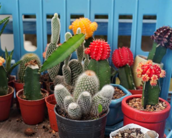 Tanaman Cactus dengan Pot Berwarna